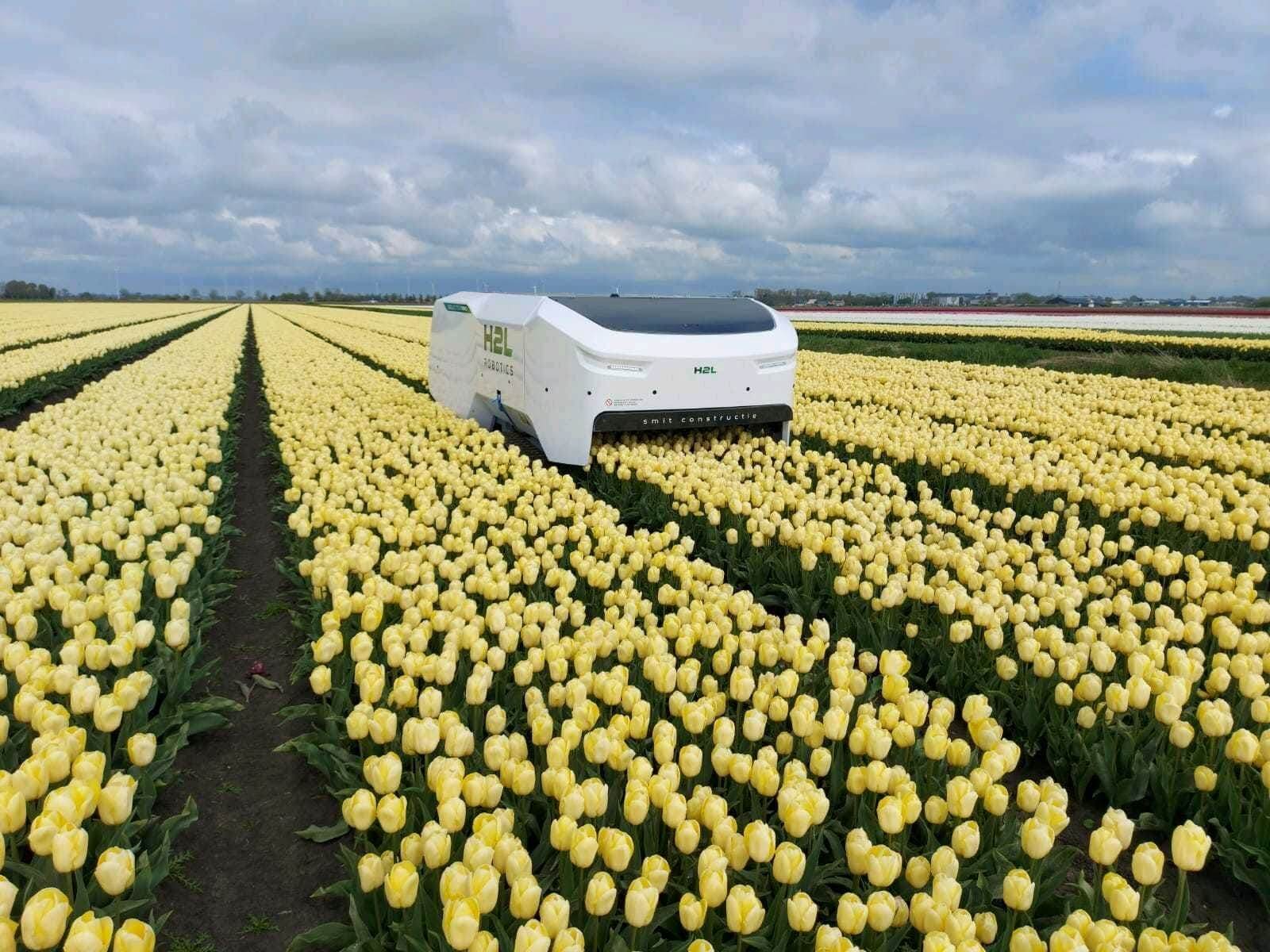 tulpenselectie robot, Selector 180